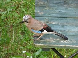 Jay Bird Table