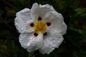 White Cistus Flower