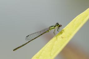 Fragile Forktail Damselfly Insect