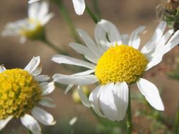 Flower Chamomile Blossom