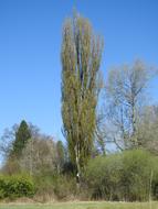 Tree Nature Forest