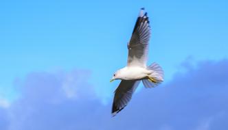 Bird Gull Nature