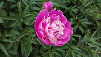 Flower Purple Peony