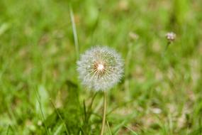 Dandelion Flower Plant