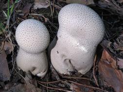white Mushroom Umbrinum Lycoperdon