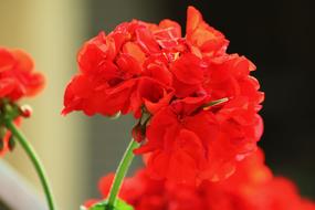 Flower Spring Nature