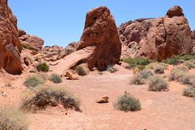 red rocks with cacti