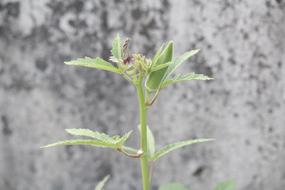 sprout against the wall