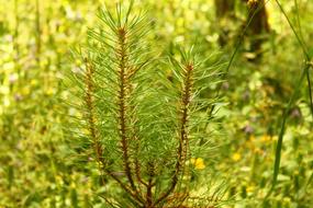 Landscape Fresh Air Mountain