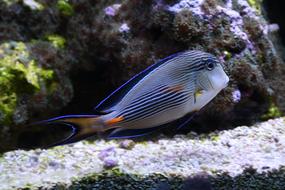 Colorful Fishes in sea World