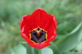 Tulip Red Flowers