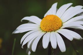 Flower Marguerite White