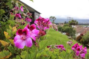 Color Fuchsia Nature