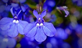 close-up purple flowers are beautiful