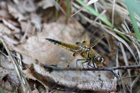 Dragonfly Grass Insect