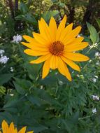 Flower Sunny Petals