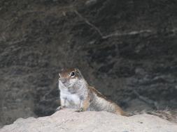 Animal Nature