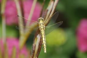 Dragonfly Animals