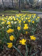 Outdoor Nature Flowers