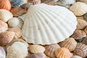 Sea Shells