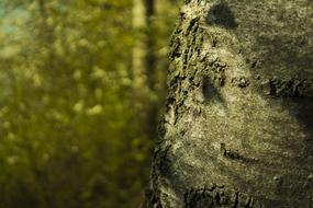 Tree Log Bark