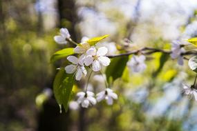 beautiful flowers are gorgeous