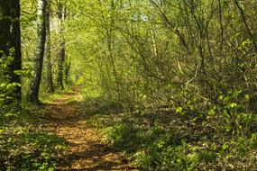 a road in leaves in the woods