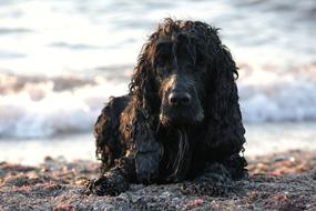 Dog English Cocker Spaniel Animal