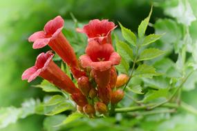 Nature Climbing Plants Ranke