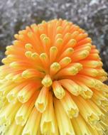 gorgeous macro flower