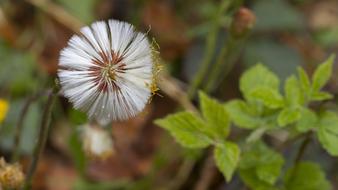 a flower of incredible beauty