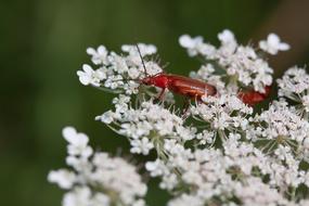 Meadows-Yarrow Achillea
