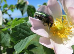 Insect Blossom Bloom