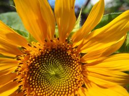 Sunflower Garden Yellow Flower