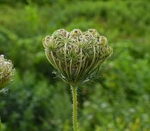 Queen Anne Lace Bud