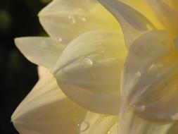 Dahlia Dahlias Autumn