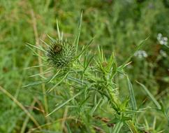 Common Thistle Bud Wildflower