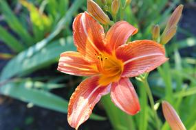 Flower Nature Plant