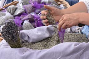 lavender harvest