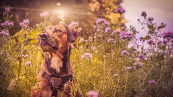 a domestic dog stands behind a blooming purple meadow
