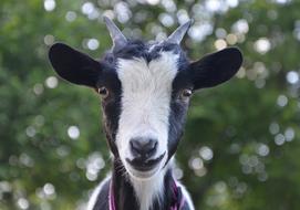 Goat Nature Black