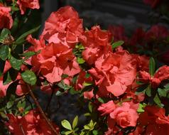 Orange Azalea Flower
