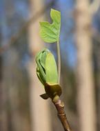 Tulip Tree Poplar New