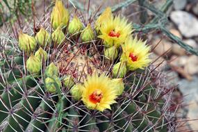 desert Cactus Plant Nature