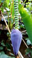 the blue flower in the garden is beautiful wow