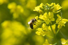 Bee Rape Insect