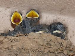 Funny chicks