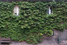 House Building Windows ivy plants