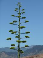 long green tree against the sky