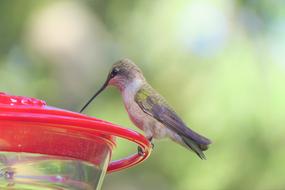 Hummingbird Green Wildlife